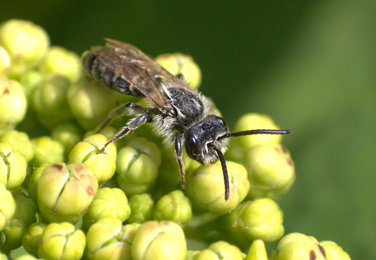 imenotterino: Maschio di Andrena sp.
